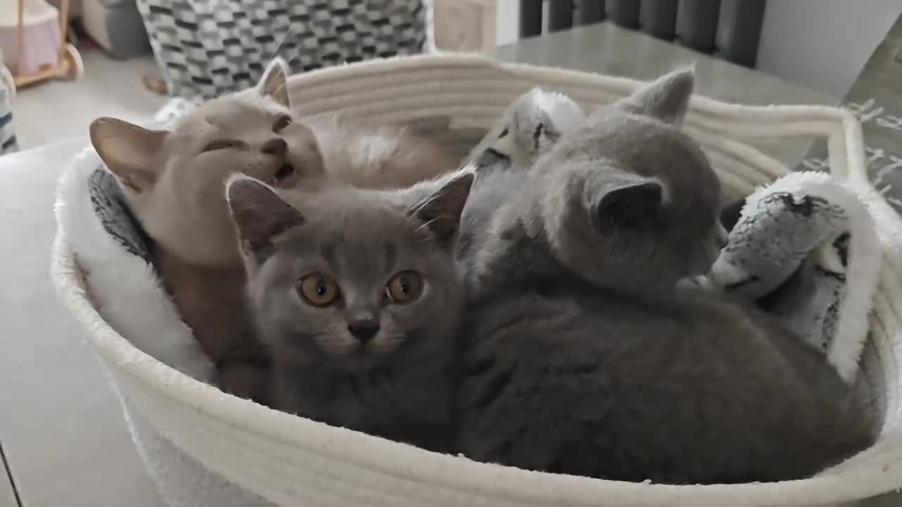 British Shorthair cats for sale: British shorthair blue / lilac kittens  - Video 4
