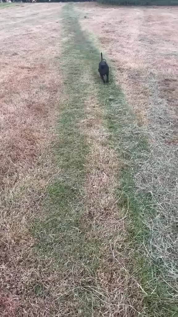 Staffordshire Bull Terrier dogs for sale: Max is looking for a loving home  - Video 1
