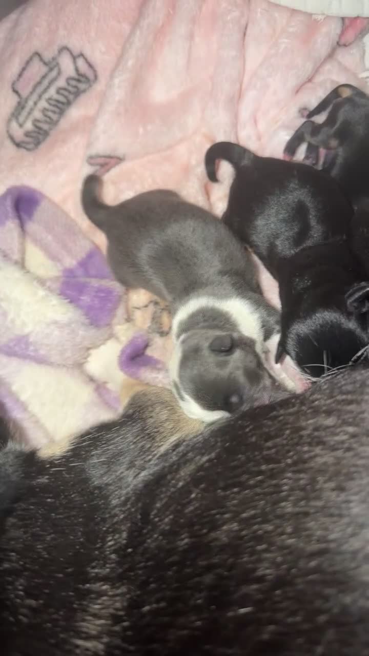 Chihuahua dogs for sale: stunning chihuahua’s 🩷 - Video 1