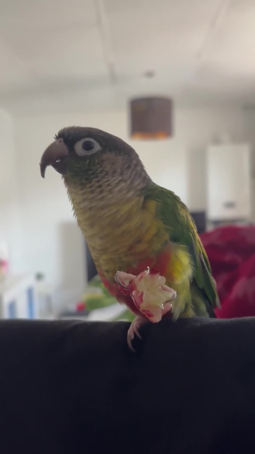 Conures birds for sale: Bonded pair of conures - cage and accessories  - Video 1