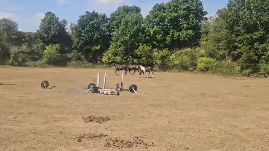 English Thoroughbred horses for sale: Stunning 4yr old Thoroughbred Mare  - Video 1