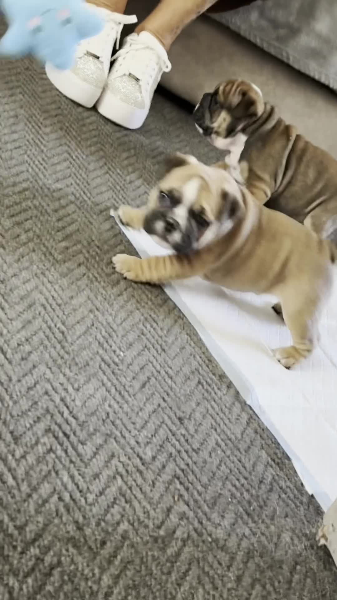 English Bulldog dogs for sale: Ronnie & Reggie 2 Bulldog Pups - Video 2