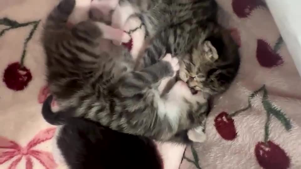 Mixed Breed cats for sale: Beautiful litter of 5  - Video 1
