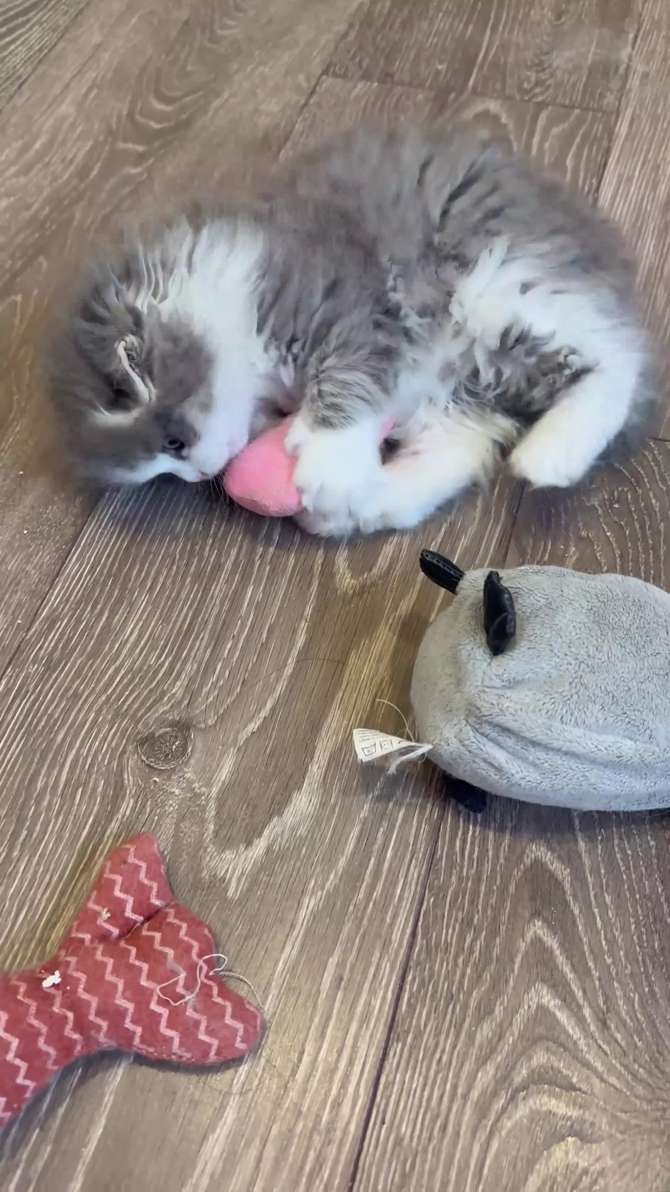 Scottish Fold cats for sale: Stunningly Gorgeous Scottish Fold kitchens - Video 5