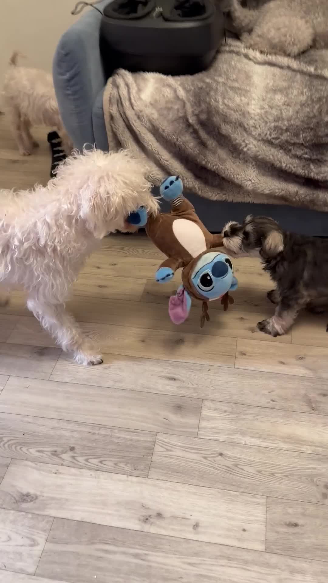 Miniature Schnauzer dogs for sale: One and only Jackie Miniature Shnauzer  - Video 1