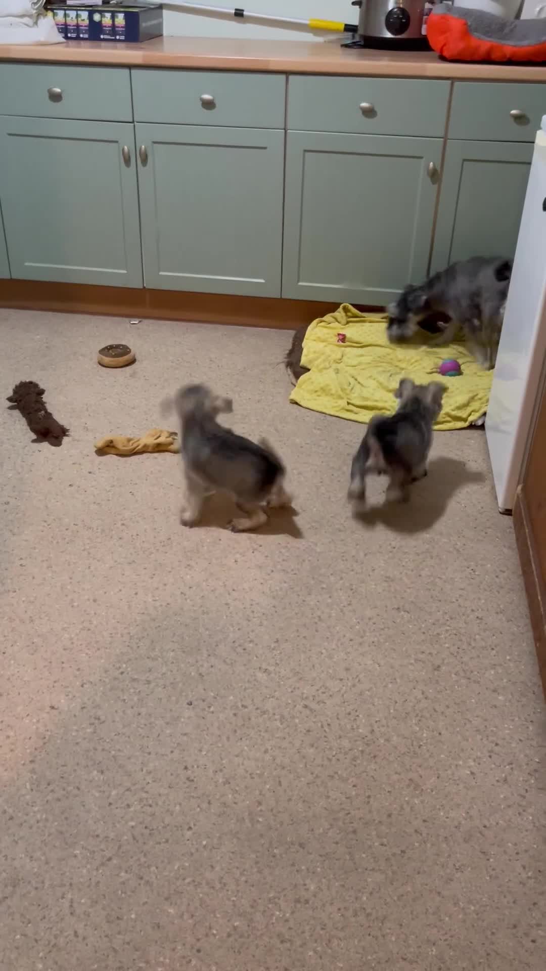 Miniature Schnauzer dogs for sale: KC registered miniature schnauzer pups for sale  - Video 1