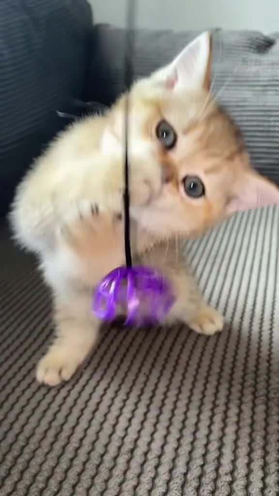 British Shorthair cats for sale: GCCF Registered Golden BSH Kittens | ny12 & by12 - Video 2