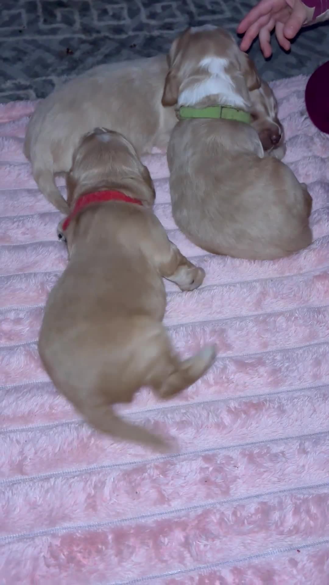 Cocker Spaniel dogs for sale: 6 beautiful cocker spaniels ALL DEPOSIT PAiD - Video 3