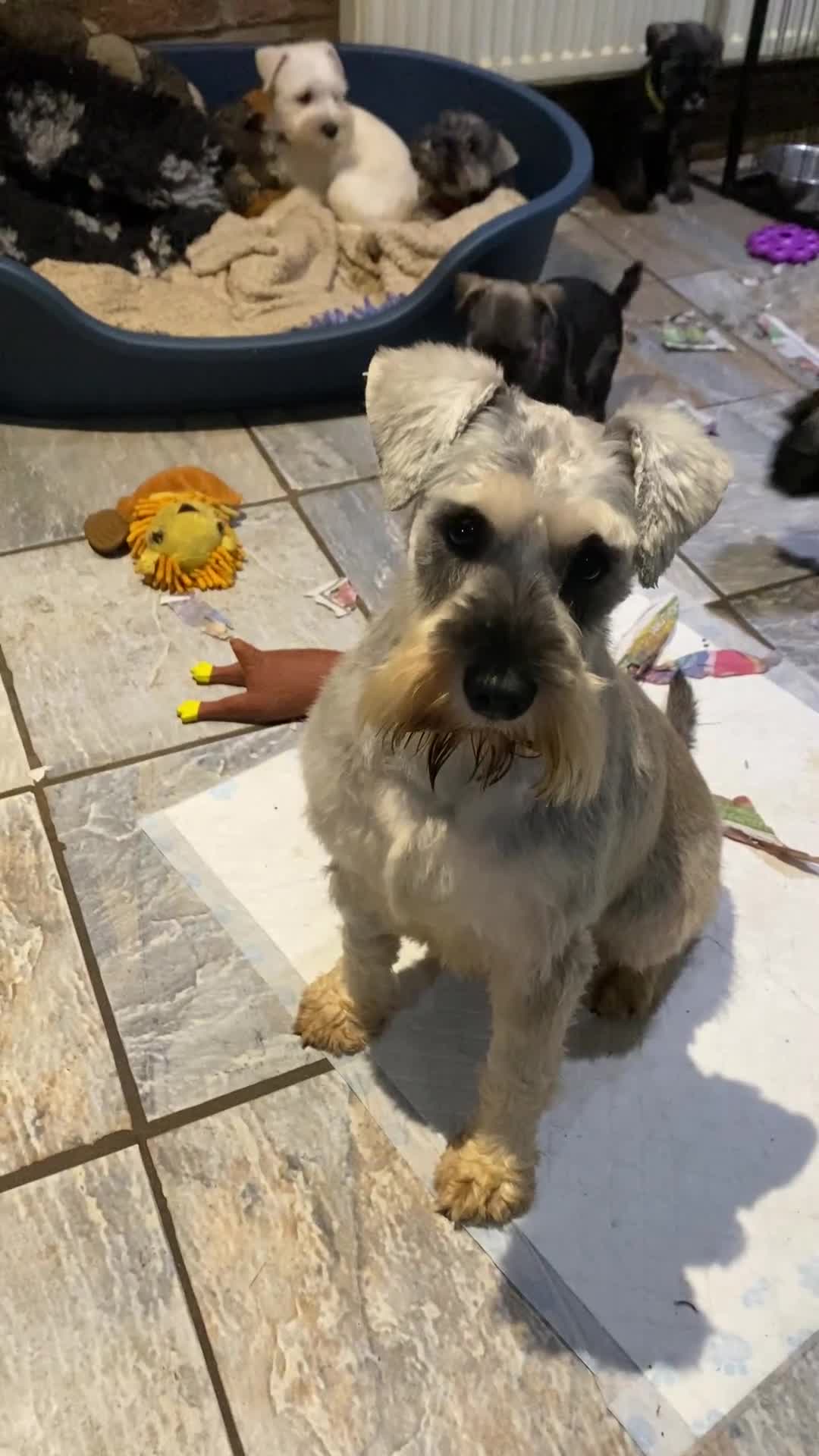 Miniature Schnauzer dogs for sale: Miniature schnauzer puppies  - Video 1