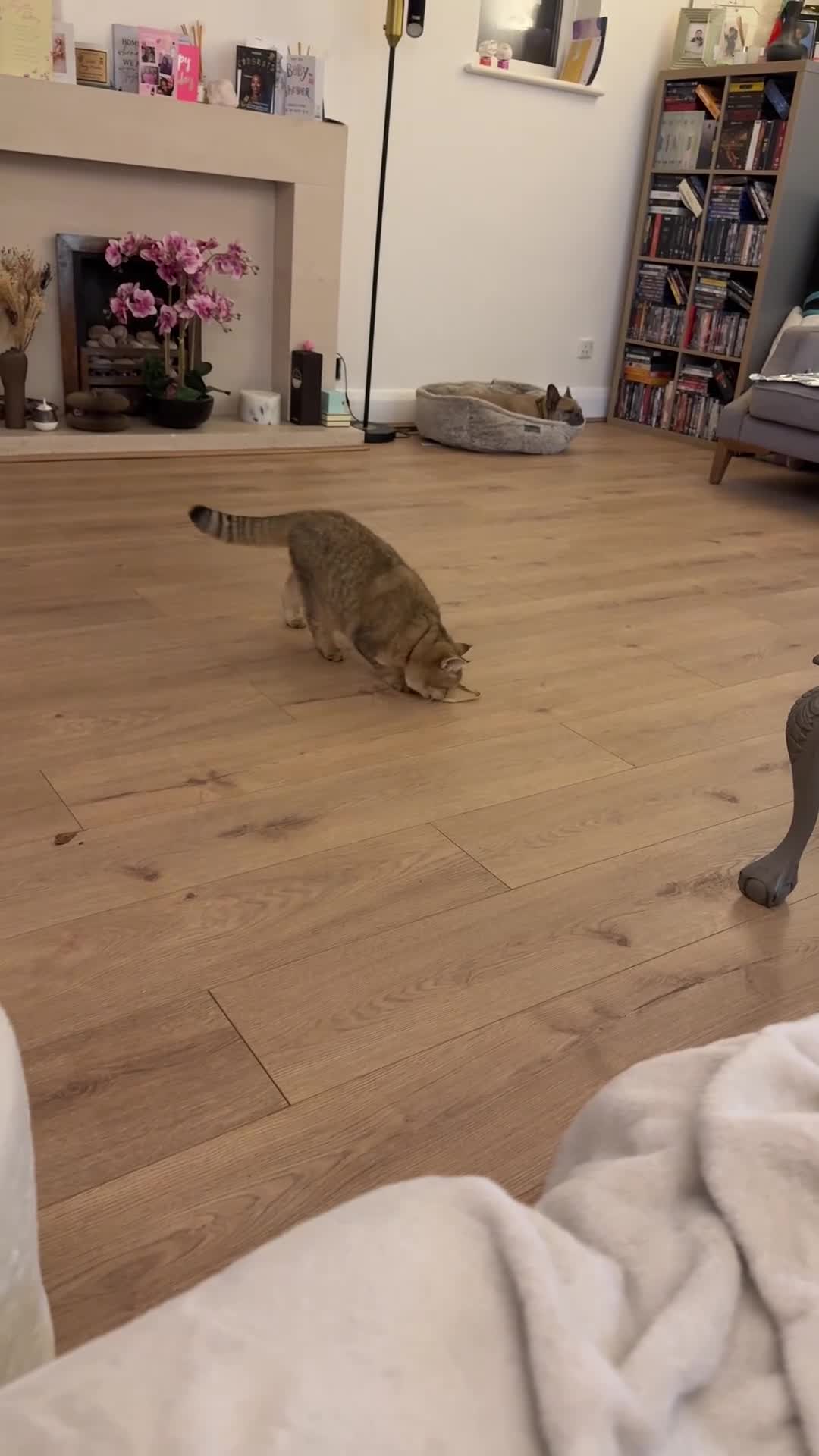 British Shorthair cats for sale: Give Simba a loving home  - Video 1