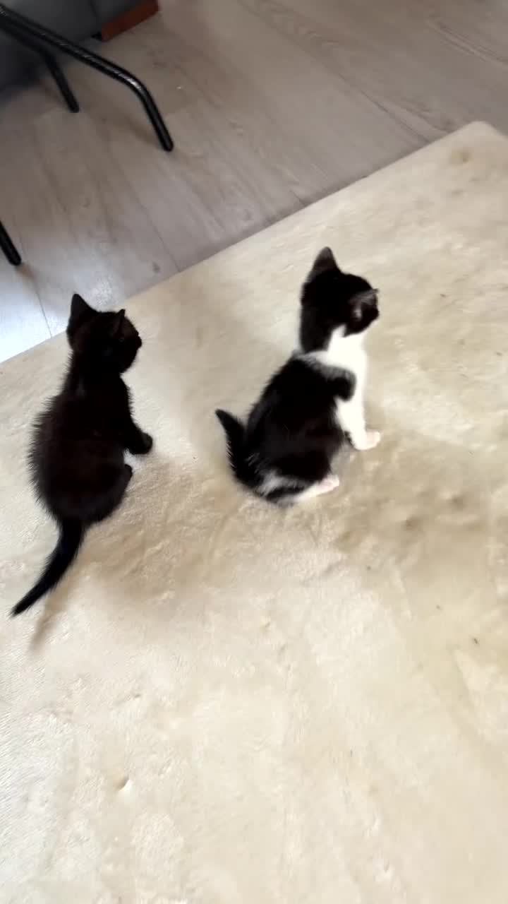 Mixed Breed cats for sale: 2 gawjus kittens ready  - Video 1