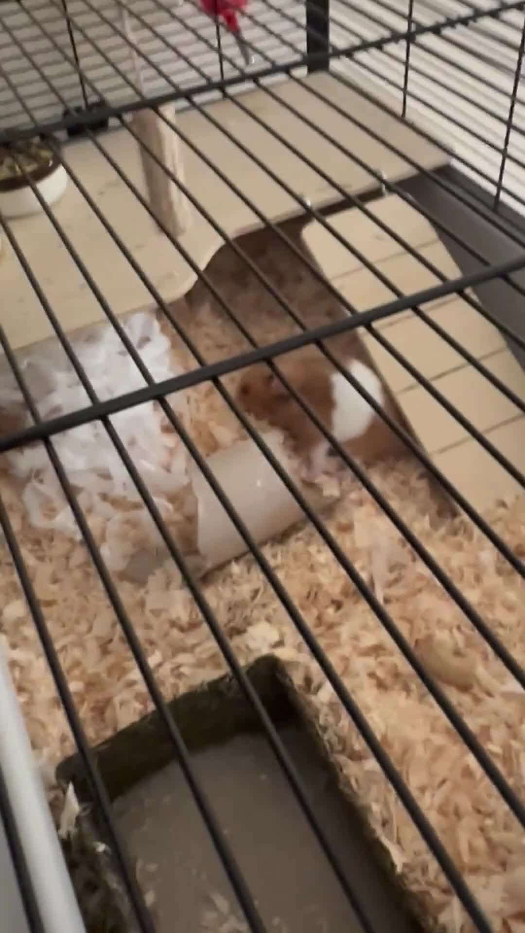 Hamster rodents for sale: Ginger a white hamster  - Video 1