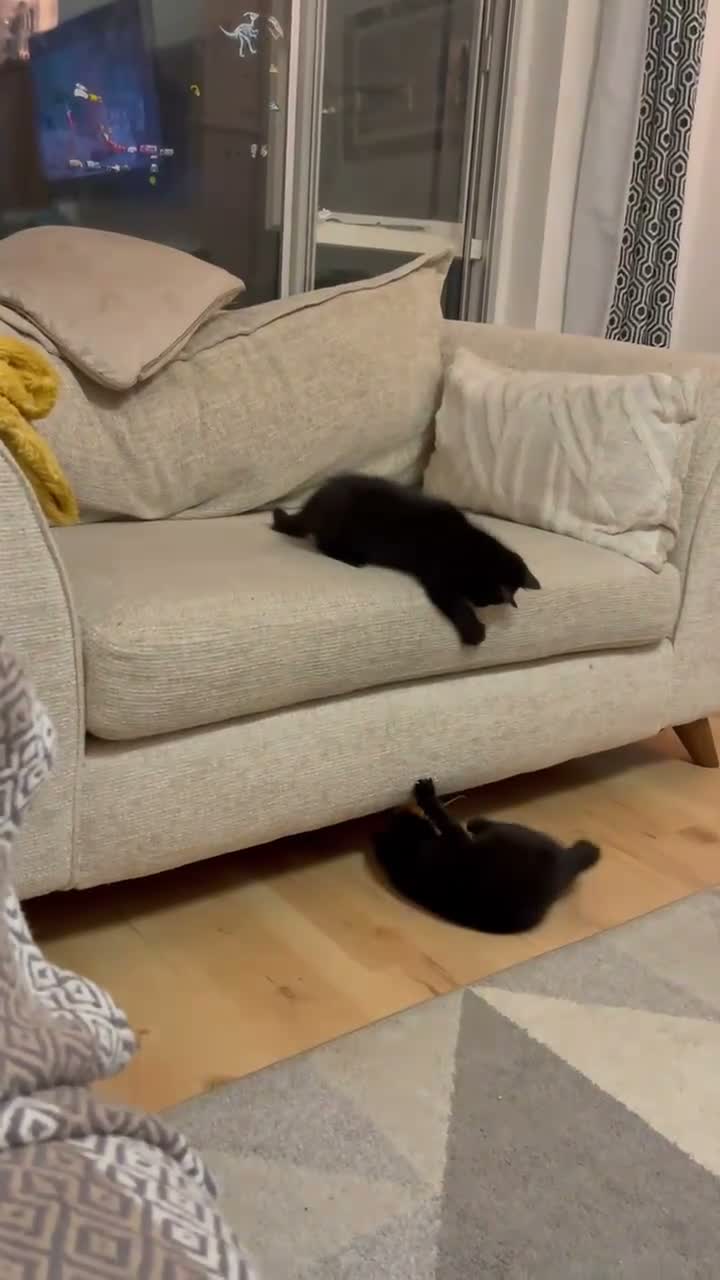 Mixed Breed cats for sale: Kittens for adoption  - Video 1