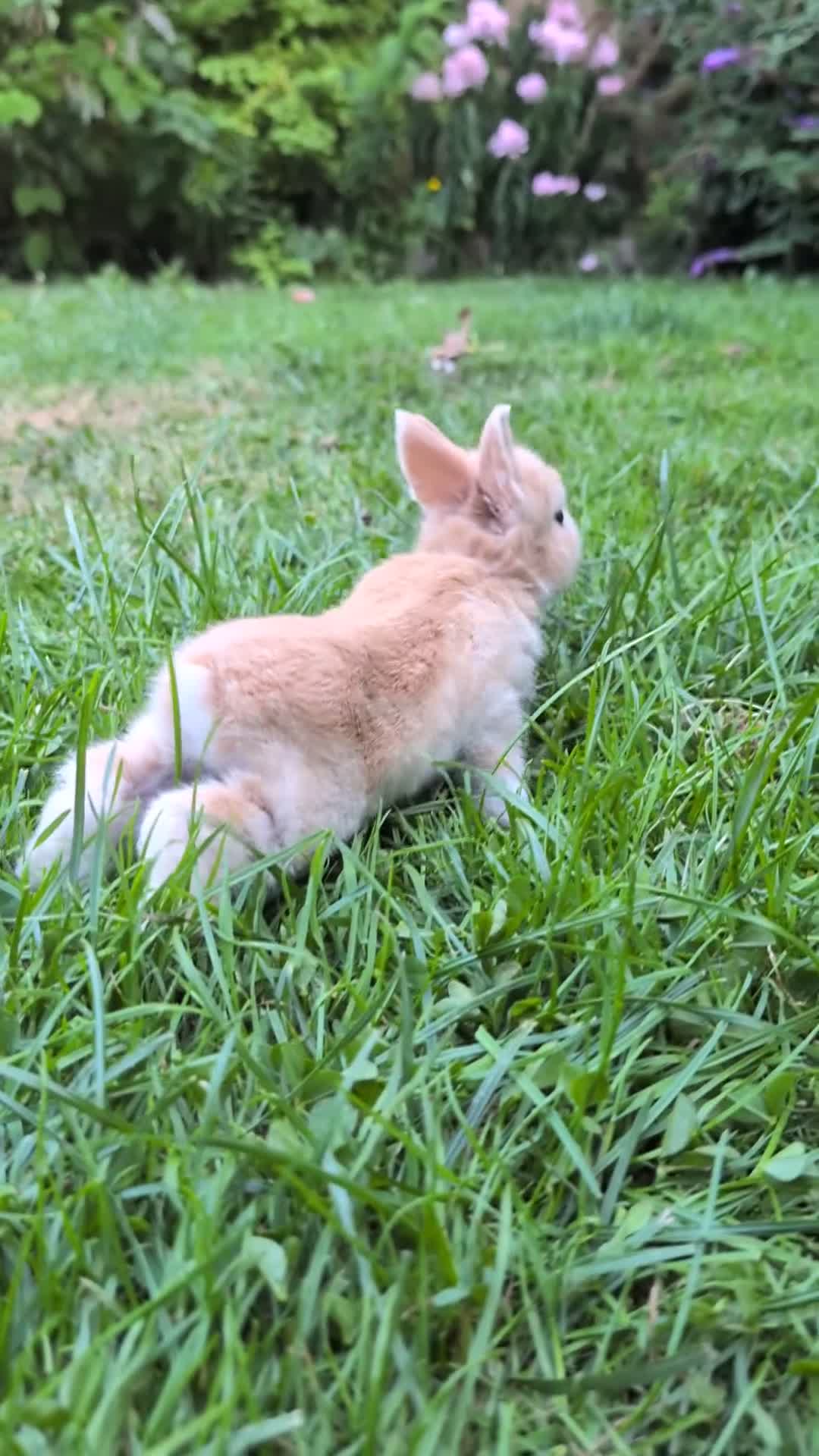 Mini Lop rabbits for sale: Beautiful friendly Mini Lops - Video 1