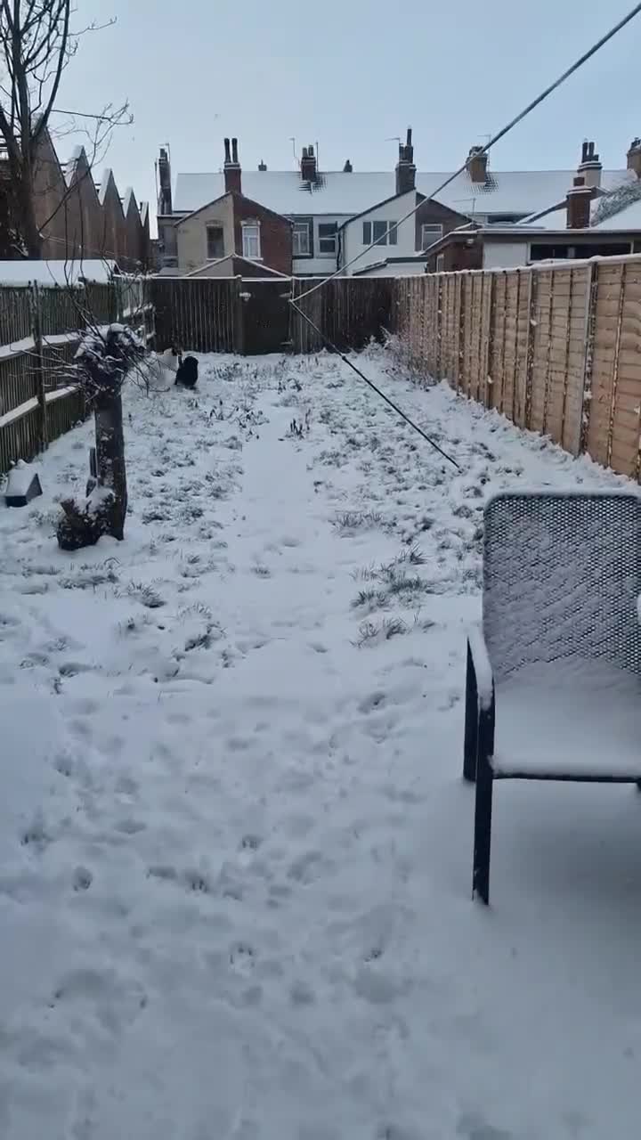 Mixed Breed dogs for adoption: Nora is looking for a loving forever home in Withernsea - Video 3