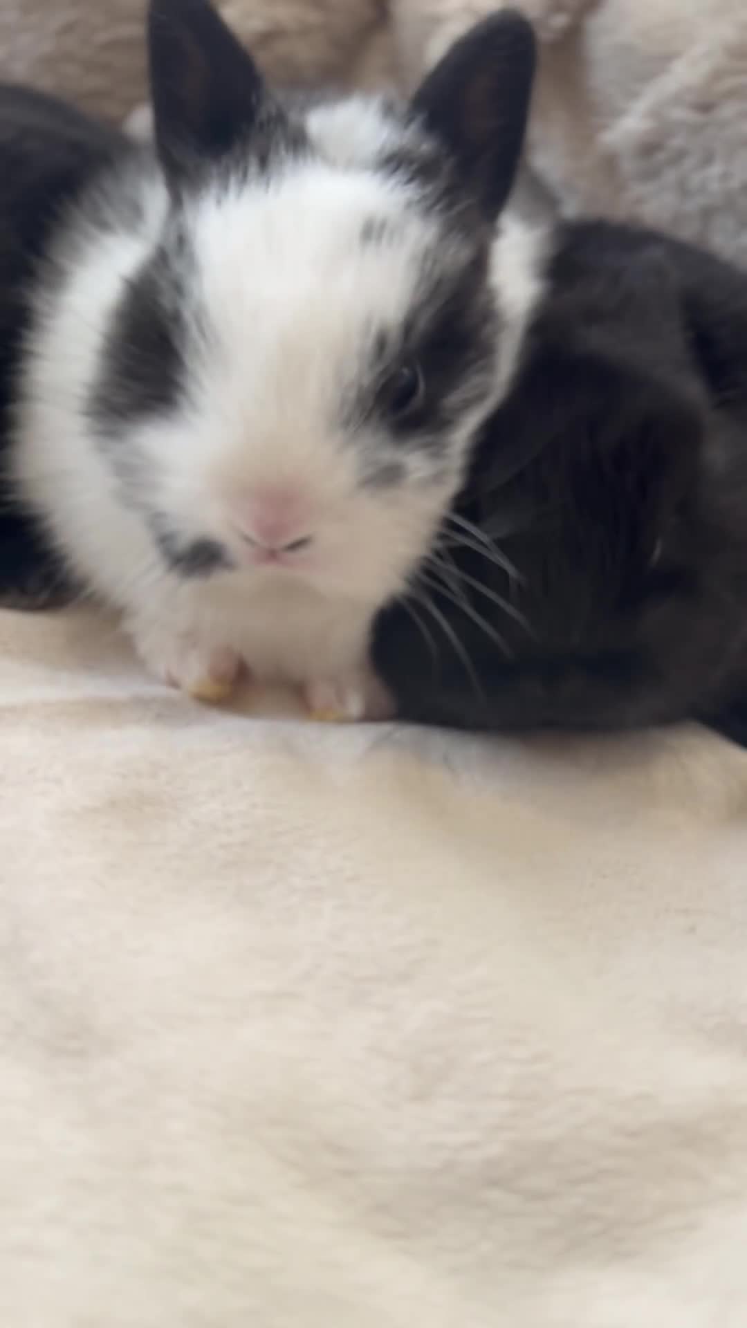 Netherland Dwarf rabbits for sale: 6 Adorable Netherland Dwarf Bunnies  - Video 1