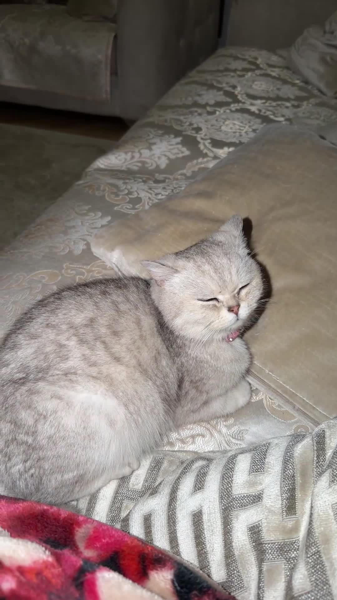 British Shorthair cats for sale: Pedigree Silver snow British shorthair litter - Video 1