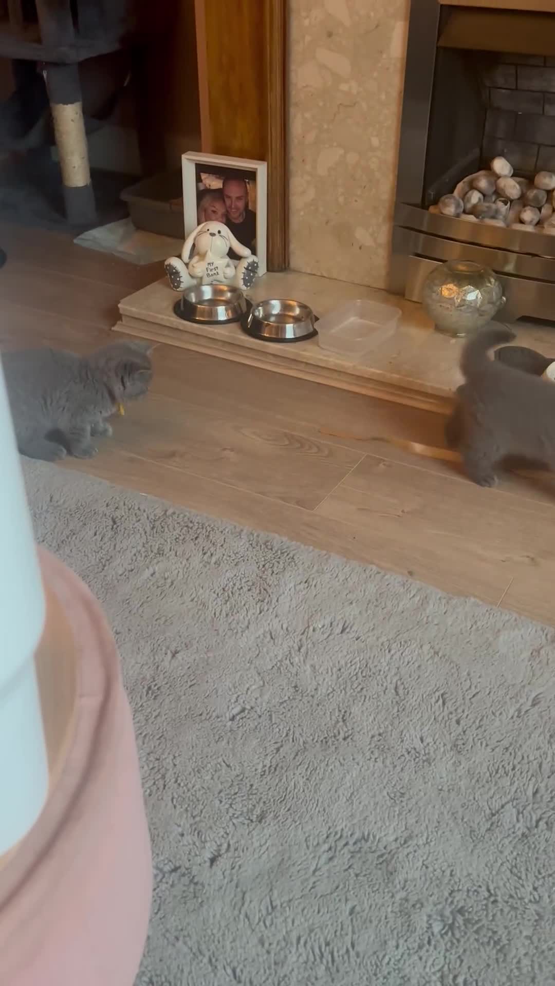 British Shorthair cats for sale: ✨Beautiful British Shorthair Kittens ✨ - Video 1