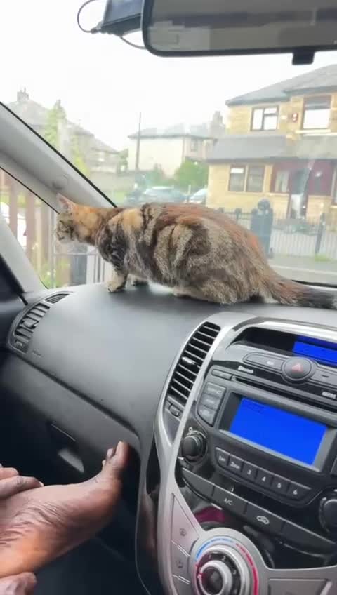 Mixed Breed cats for sale: Mixed bread - Video 1