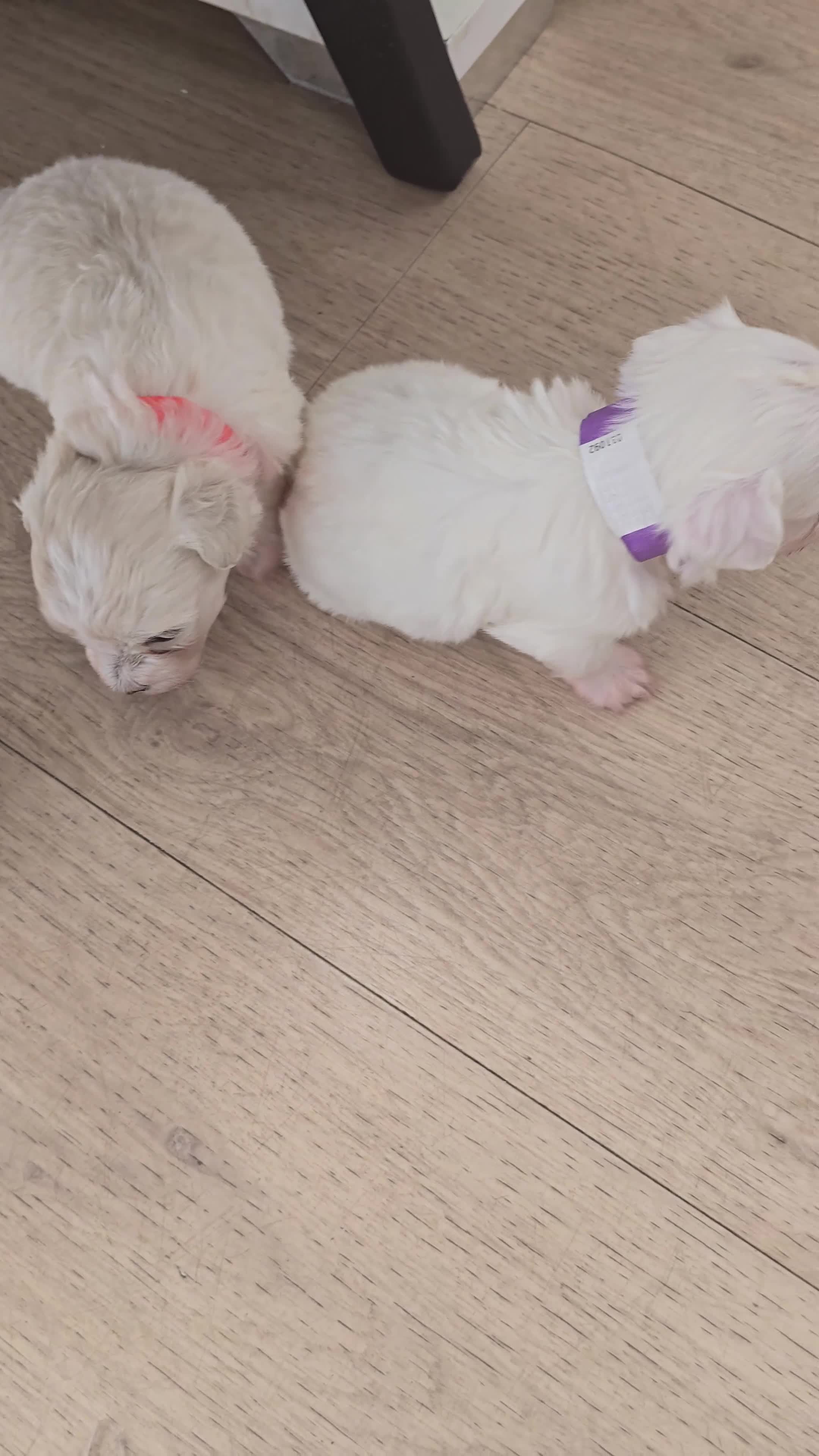 Maltese dogs for sale: Adorable maltese 3boys and 3 girls - Video 1