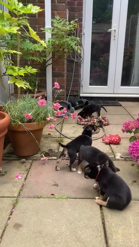 Mixed Breed dogs for sale: Gorgeous active kelpie x collie pups in Waterlooville - Video 1