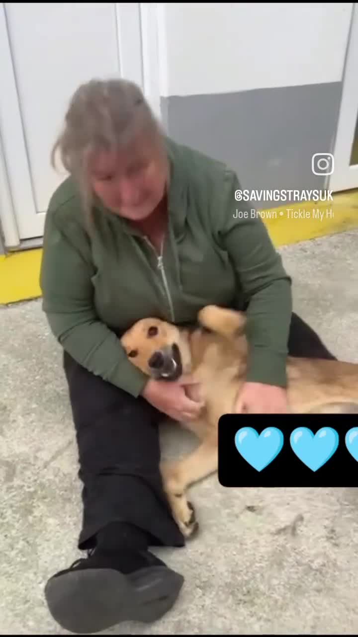 Mixed Breed dogs for adoption: Jupiter - Video 1