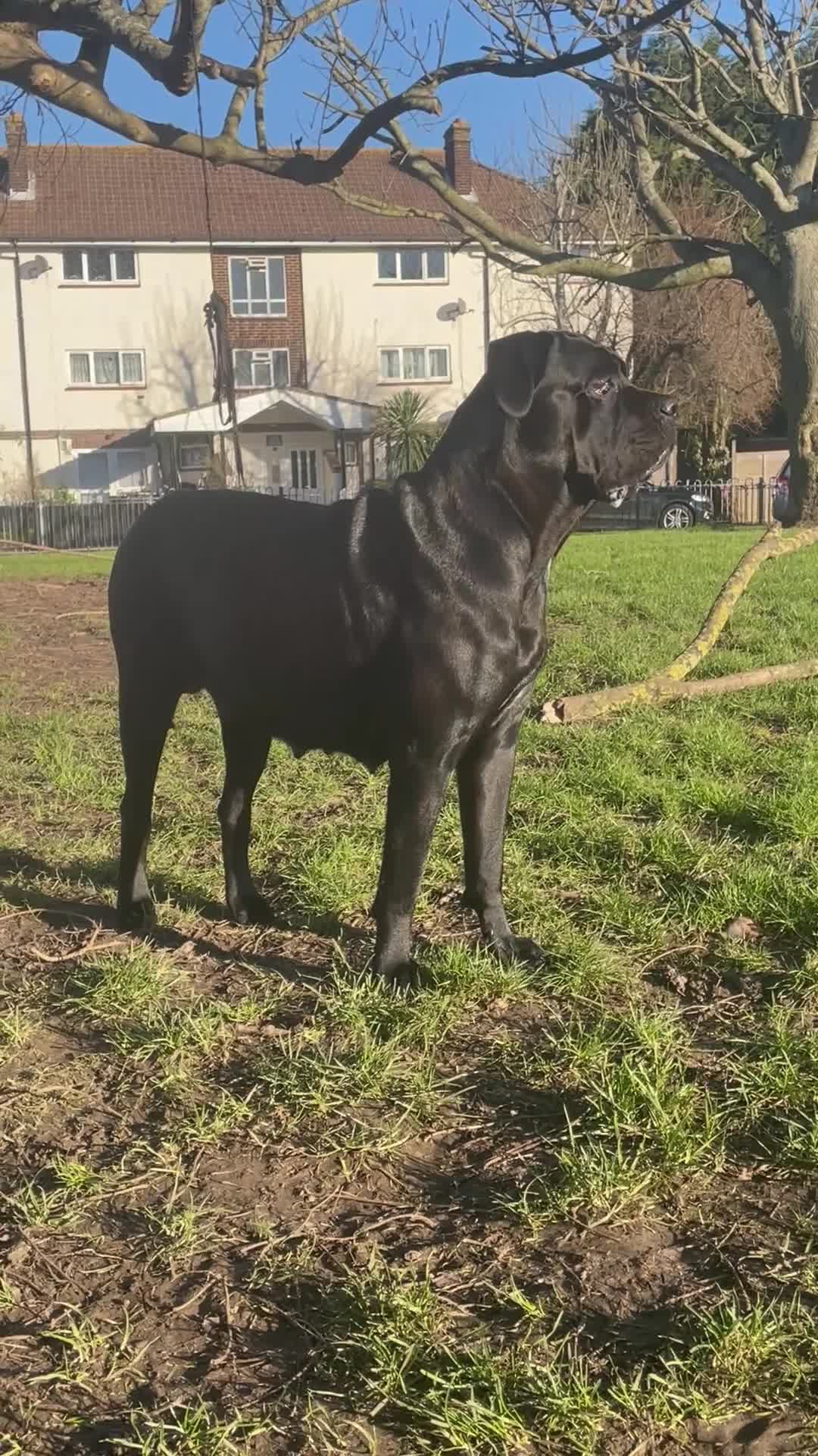 Cane Corso dogs for sale: Champion/true to type cane corso puppies - Video 3