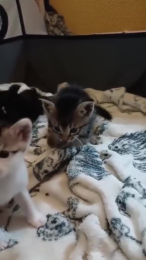 Mixed Breed cats for sale: Blue point siamese x domestic cat - Video 1