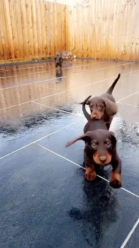 Doxiepoo dogs for sale: House trained READY NOW FOR THERE FOREVER HOMES ❤️ - Video 4