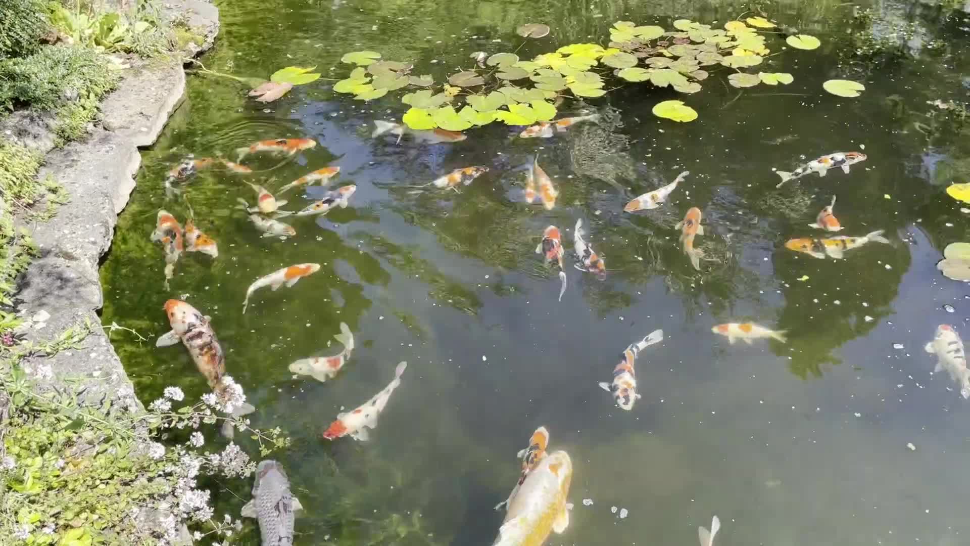 Koi Carp fish for sale: Koi for sale - Video 1