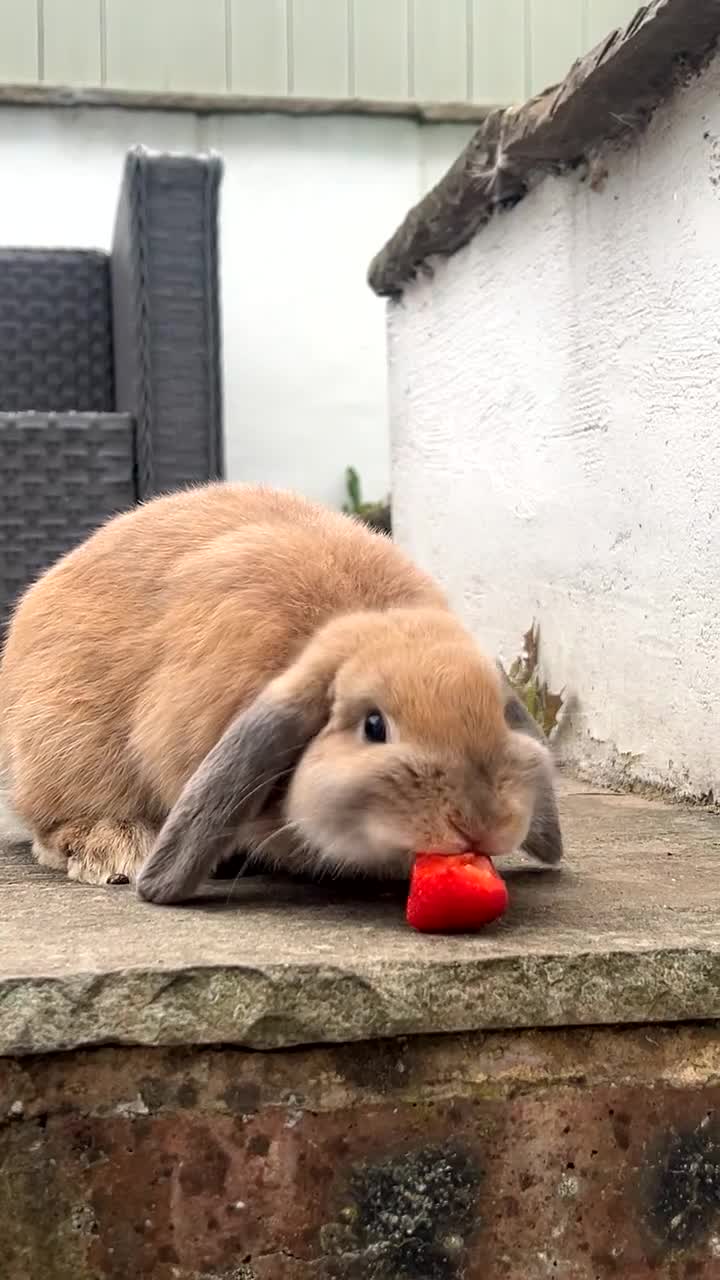 Mini Lop rabbits for sale: Mini Lop - Video 1