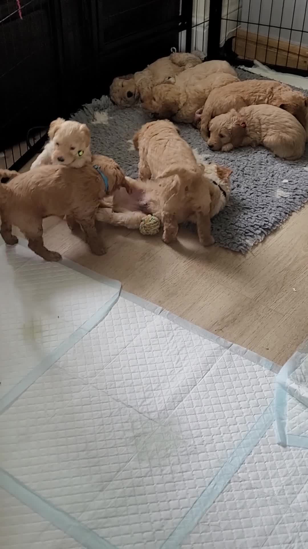 Mini Goldendoodle dogs for sale: Miniature Goldendoodle Puppies - Video 2