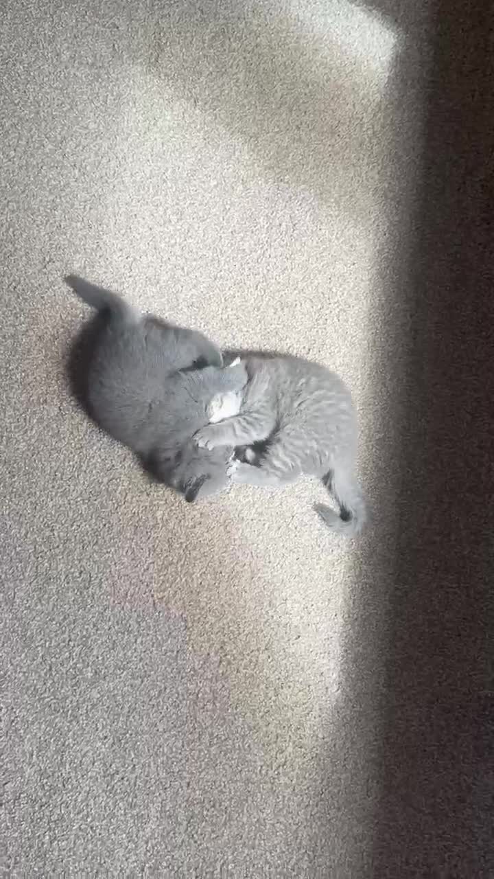 British Shorthair cats for sale: 1male-2female British shorthair  in Clydebank - Video 1