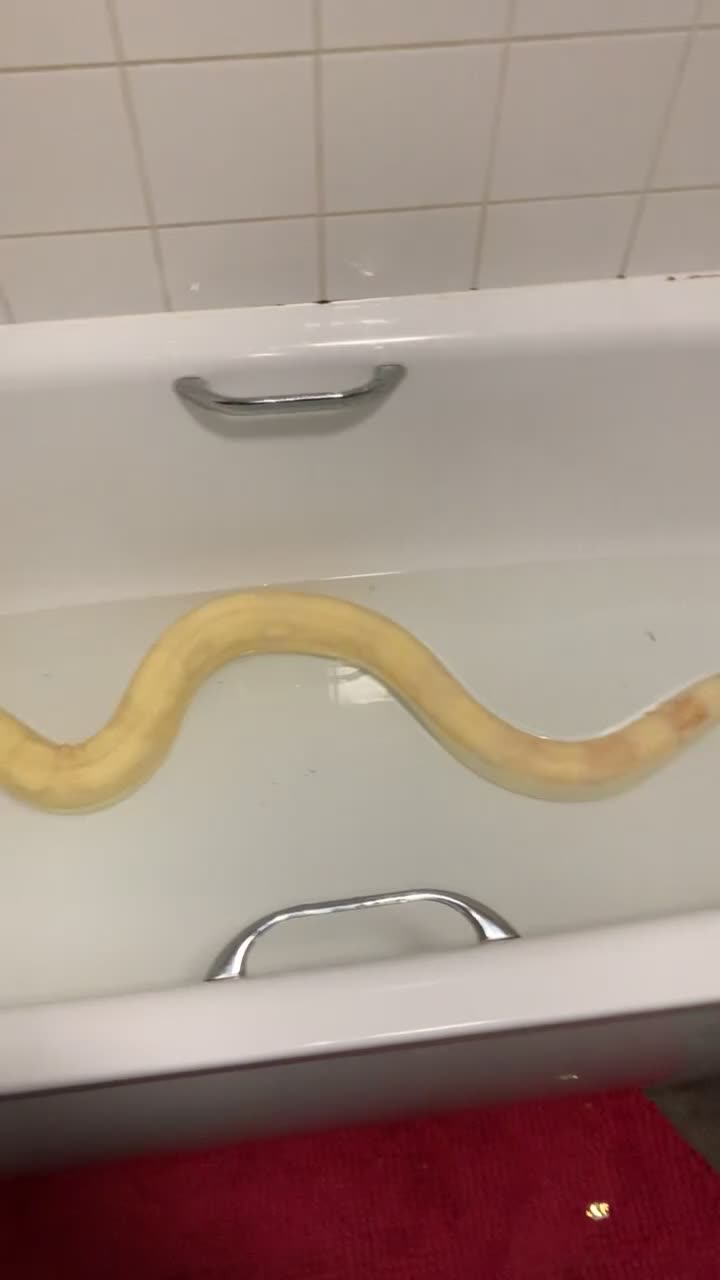 Python Snake reptiles for sale: 2 royals and 2 boas  - Video 3
