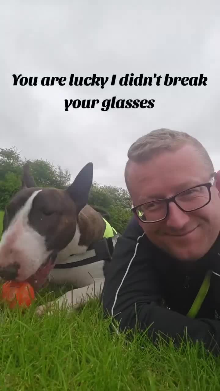 English Bull Terrier dogs for stud: UK CH Sired Stud – Top Emred & Aricon Bloodlines - Video 1