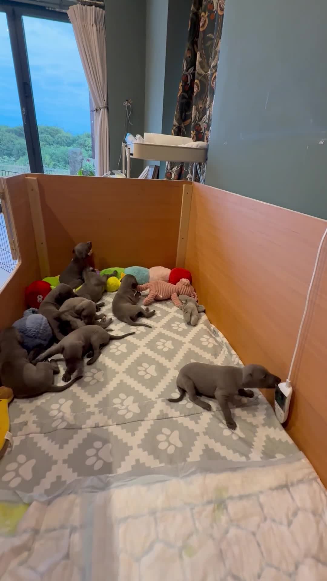 Whippet dogs for sale: Blue whippet puppies - Video 1