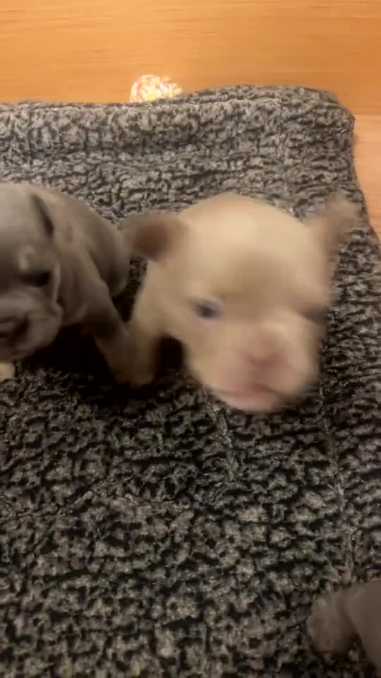 French Bulldog dogs for sale: French bulldog puppies for sale 💥‼️ - Video 5