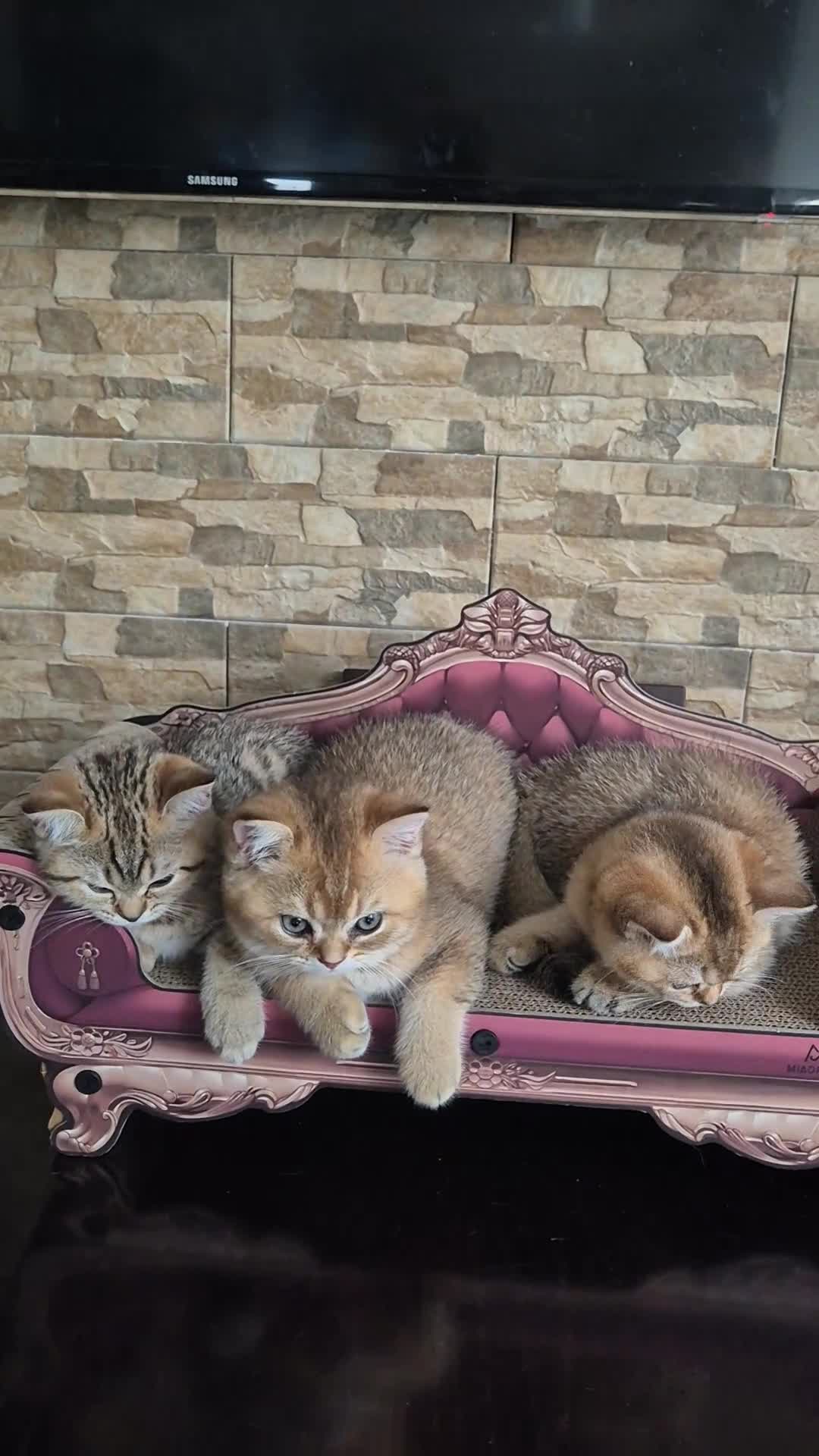 British Shorthair cats for sale: British shorthair  - Video 1