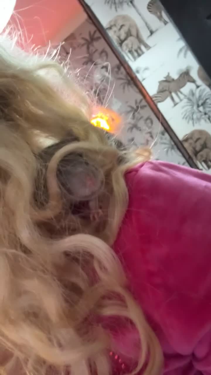 Rat rodents for sale: Fancy rats and cage for sale  - Video 4