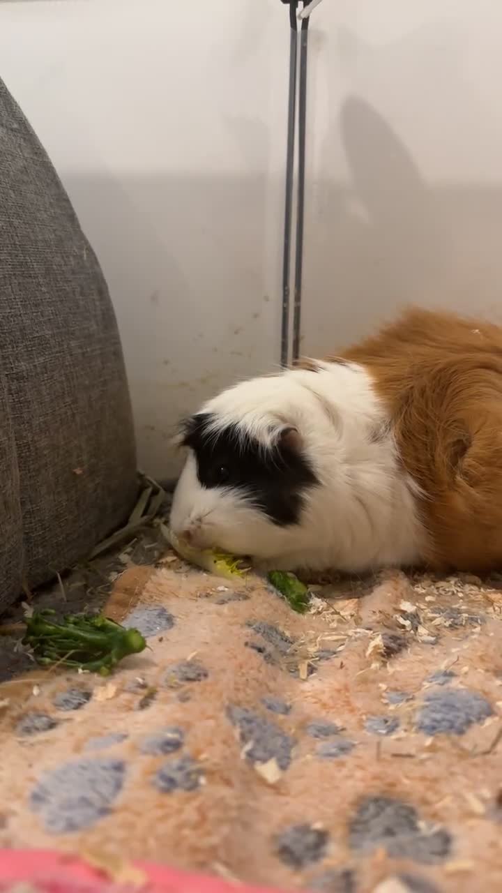 Guinea Pig rodents for sale: Two female guinea pigs for rehome - Video 3