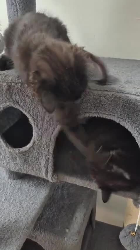 Siberian cats for sale: 5 Gorgeous Hypoallergenic Siberian Kittens in Smethwick - Video 2