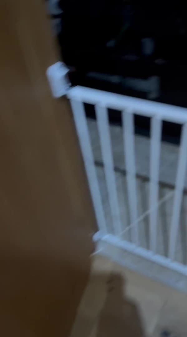 Labrador Retriever dogs for sale: 1 Girl left. Ready to leave Now!  - Video 2