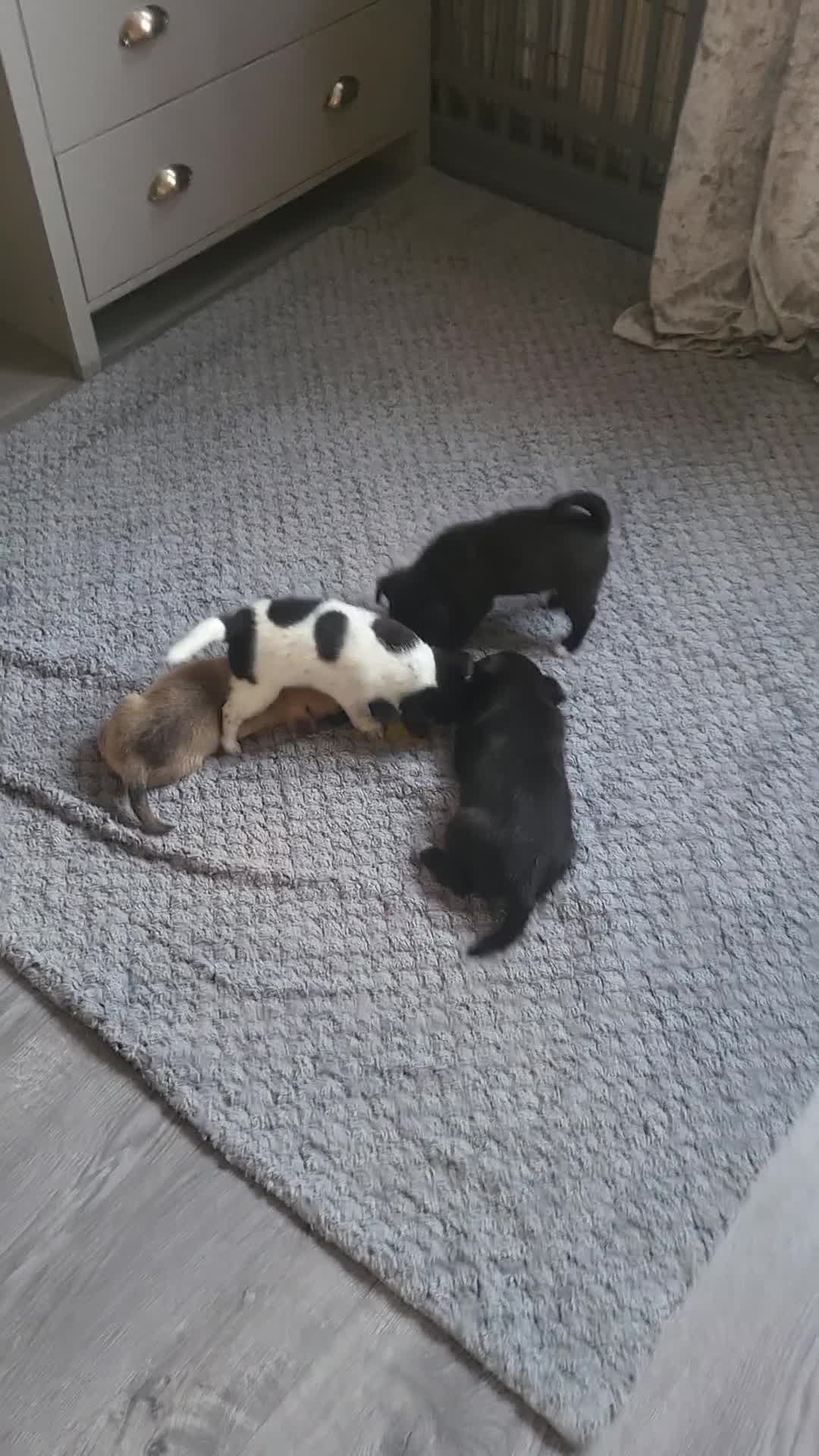 Mixed Breed dogs for sale: 🐾 Adorable Jackaranian Puppies  🐾 - Video 3