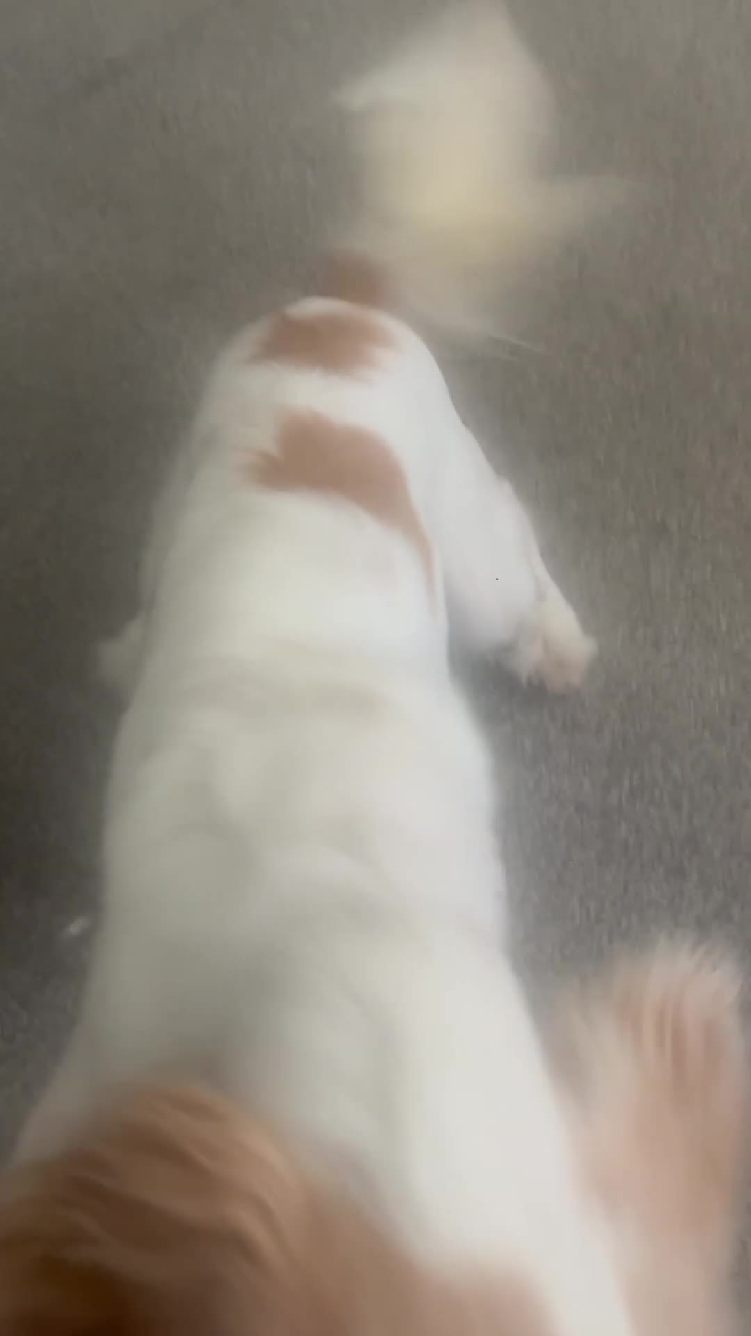 Cocker Spaniel dogs for sale: Adorable cocker spaniel  - Video 1