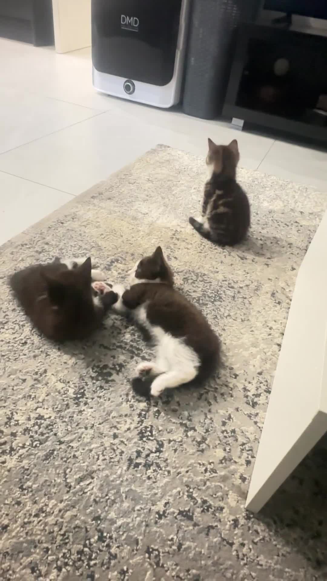 Mixed Breed cats for sale: Mixed breed  - Video 1