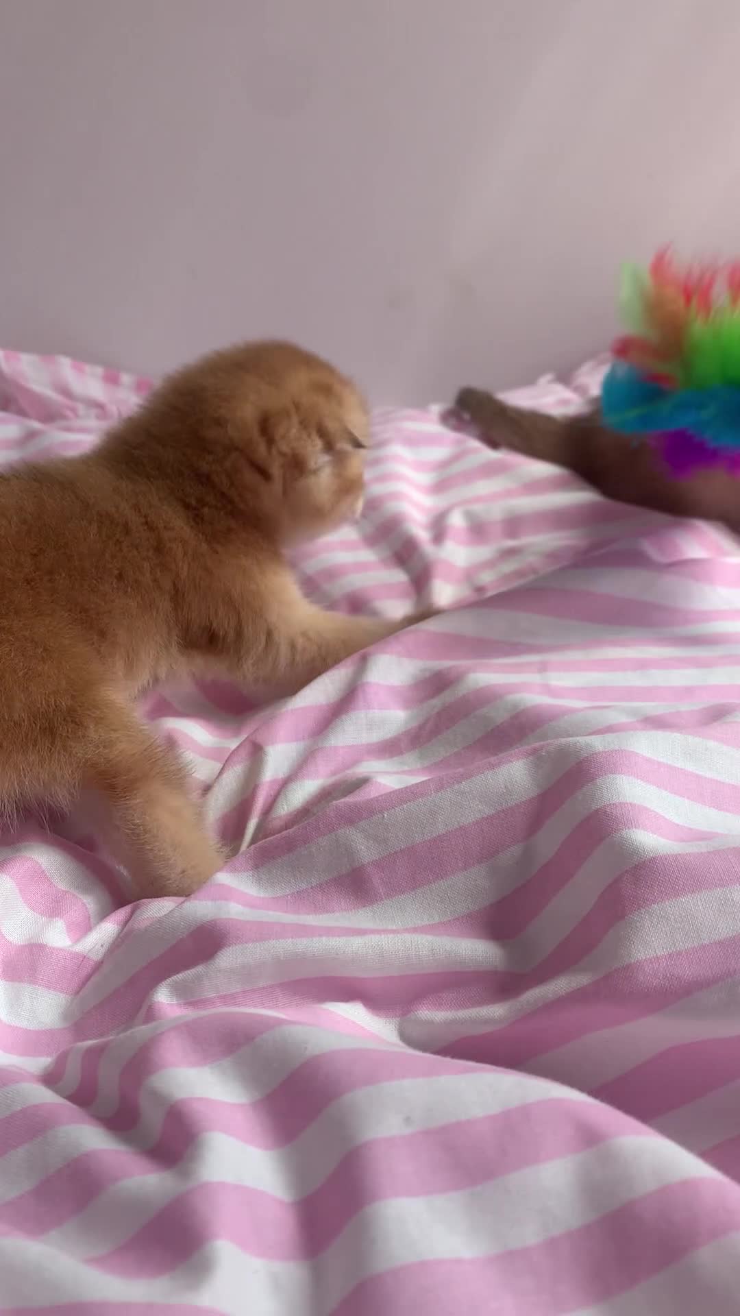 Scottish Fold cats for sale: Cute 🥰 Scottish fold TICA register  in Sutton - Video 2