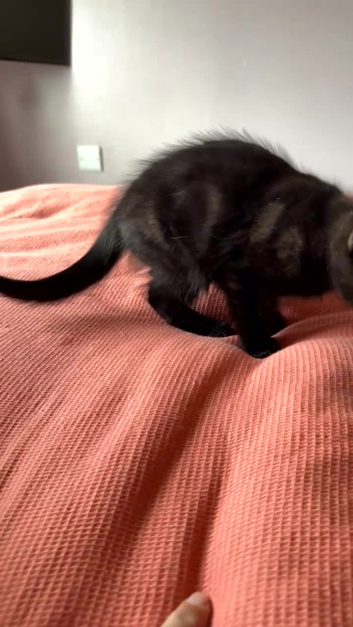 Mixed Breed cats for sale: Very loving kittens  - Video 1