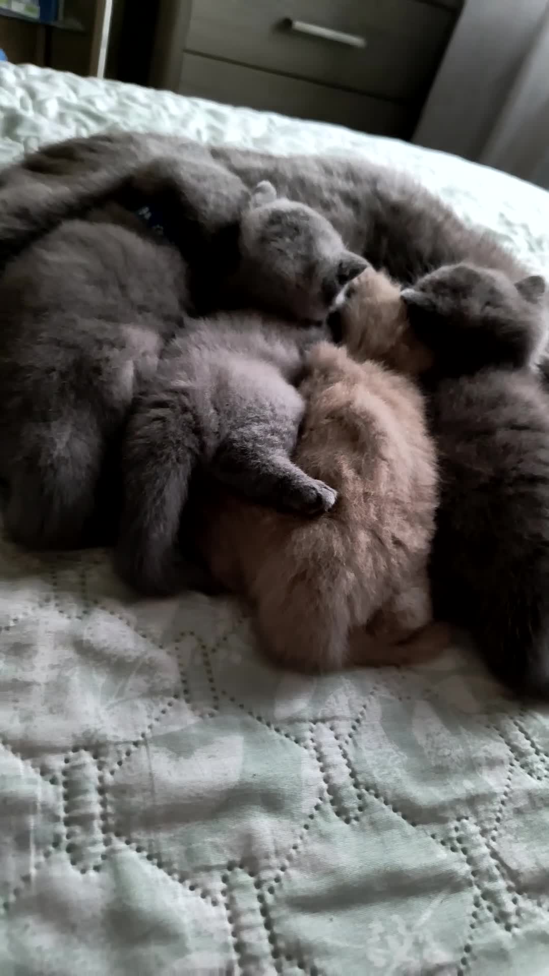 British Shorthair cats for sale: Magnificent Silver pedigree. Gccf registered.   - Video 1
