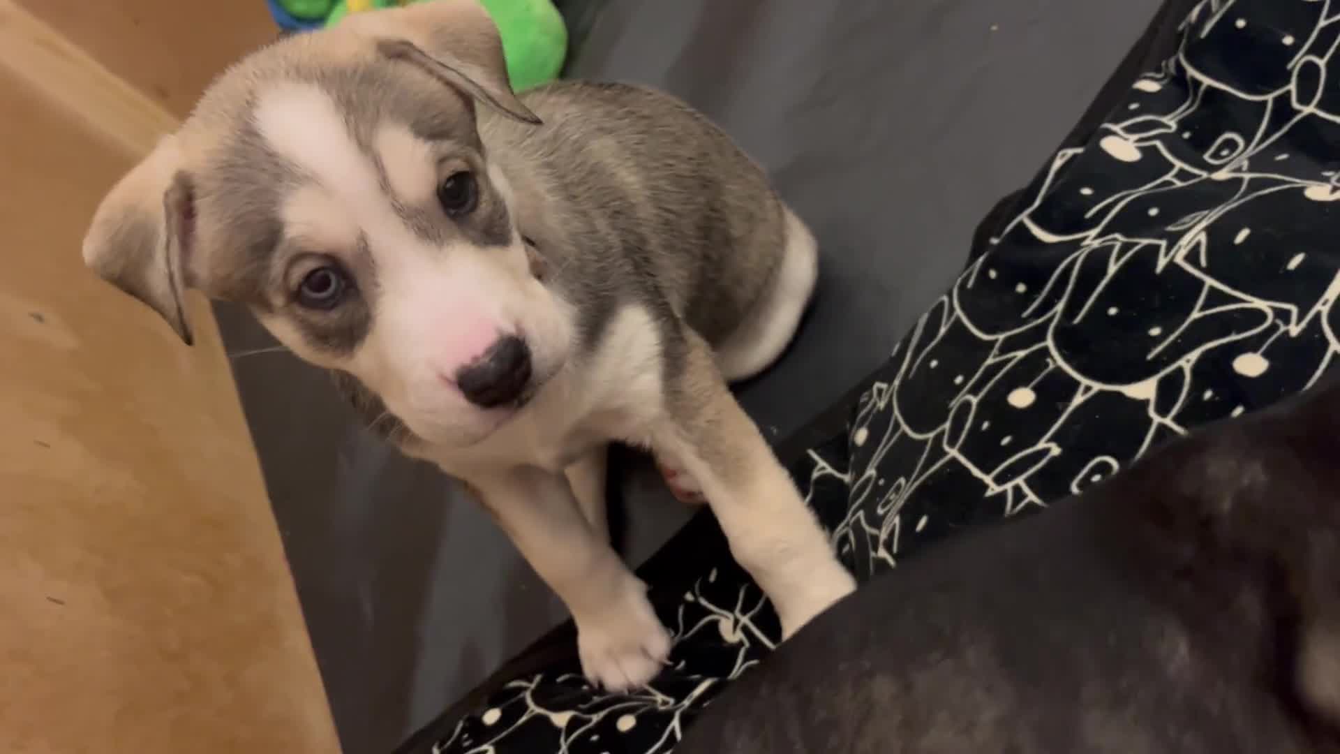 Mixed Breed dogs for sale: Husky/lab/staffi - Video 1