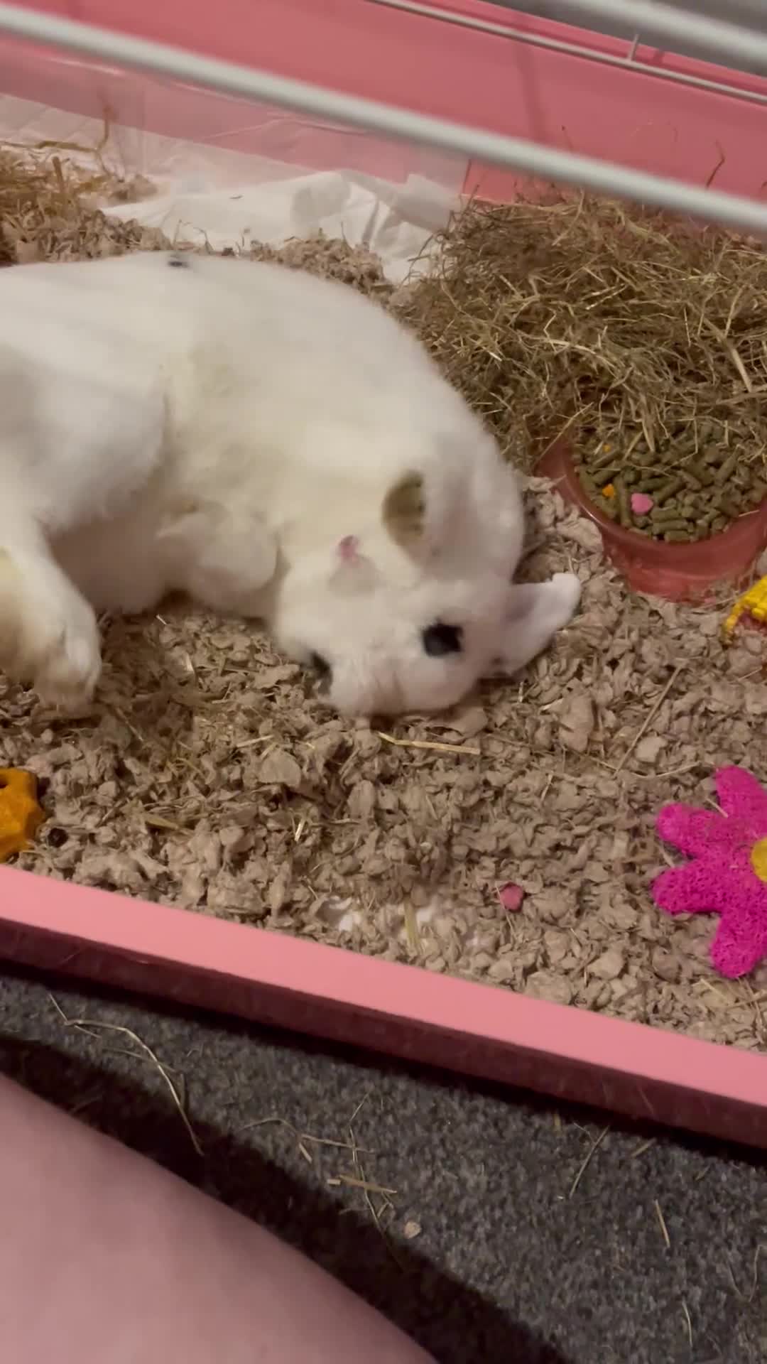 Mixed Breed rabbits for sale: White and Black Female Rabbit for adoption! FREE! - Video 2
